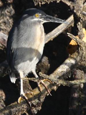 Striated Heron, Bahia Elizabeth-Isabela, Galapagos