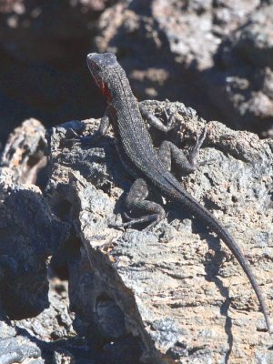 Lava Lizard, Punta Moreno-Isabela, Galapagos