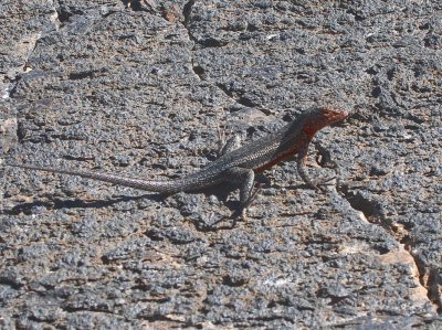 Lava Lizard, Punta Moreno-Isabela, Galapagos