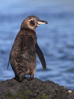 Galapagos Penguin, Bahia Elizabeth-Isabela, Galapagos