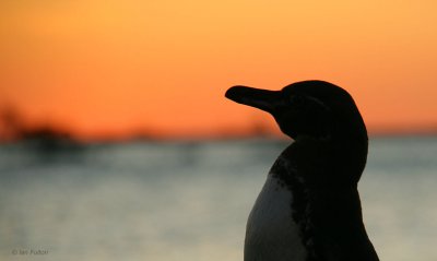 Galapagos Penguin, Bahia Elizabeth-Isabela, Galapagos