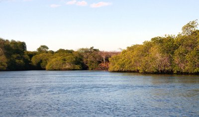 The mangrove creeks, Bahia Elizabeth-Isabela, Galapagos