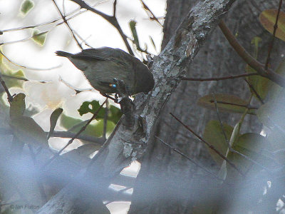 Mangrove Finch, Punta Tortuga Negra-Isabela, Galapagos