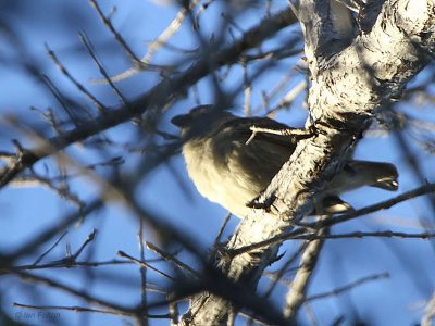 Mangrove Finch, Punta Tortuga Negra-Isabela, Galapagos