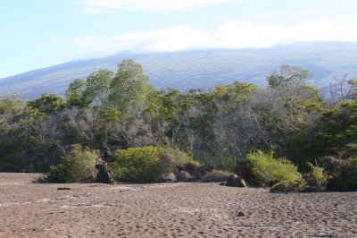 The mangrove trees, Punta Tortuga Negra beach, Isabela, Galapagos