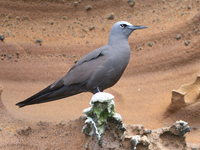 Common Noddy, Punta Vicente Roca-Isabela, Galapagos