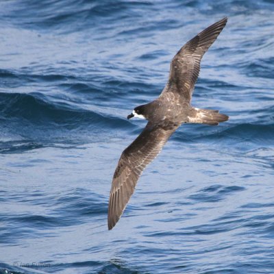 Galapagos Petrel, Bolivar Channel, Galapagos