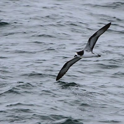 Galapagos Petrel, Bolivar Channel, Galapagos