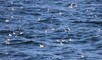 Grey Phalarope, Bolivar Channel, Galapagos