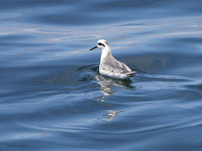 Grey Phalarope, Bolivar Channel, Galapagos