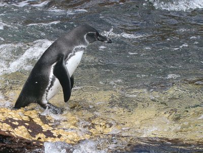 Galapagos Penguin, Punta Vicente Roca-Isabela, Galapagos