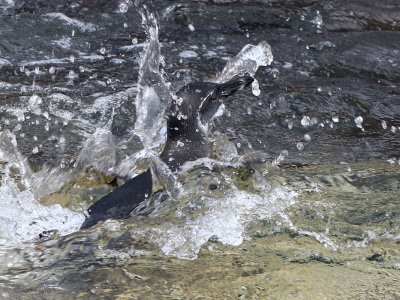 Galapagos Penguin, Punta Vicente Roca-Isabela, Galapagos