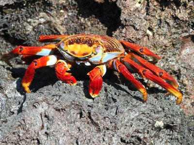 Sally Light-foot Crab, Bahia Elizabeth-Isabela, Galapagos