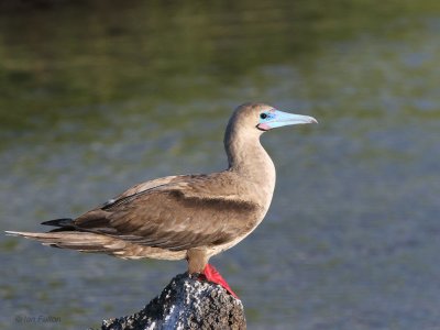 Red-footed Booby, Genovesa, Galapagos