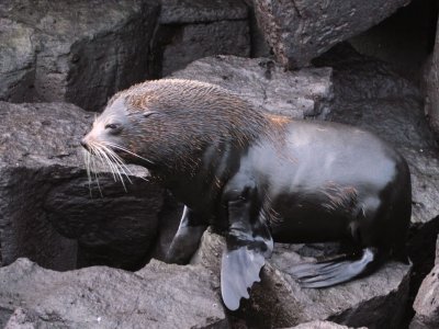 Galapagos Fur Seal, Genovesa, Galapagos