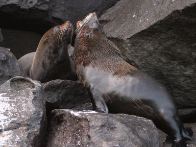 Galapagos Fur Seal, Genovesa, Galapagos