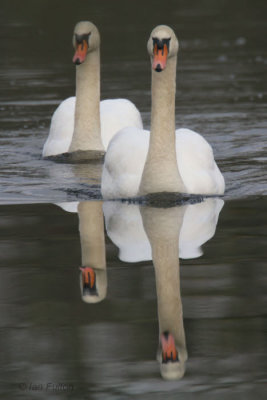 Mute Swans, Endrick Water, Clyde