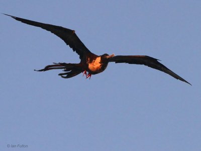 Great Frigatebird, Genovesa, Galapagos