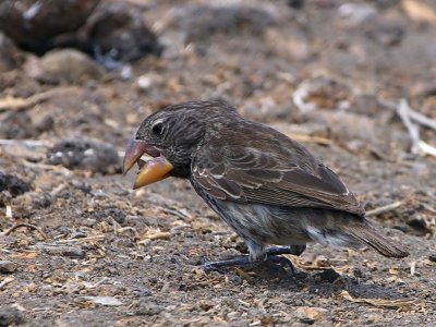 Large Ground-Finch, Genovesa, Galapagos