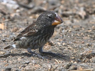 Large Ground-Finch, Genovesa, Galapagos