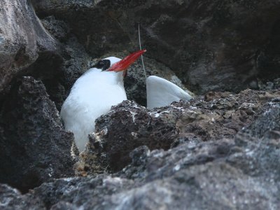 Red-billed Tropicbird, Genovesa, Galapagos