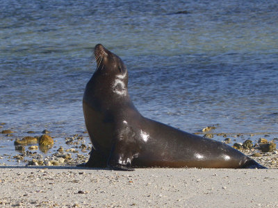 Galapagos Sea Lion, Genovesa, Galapagos