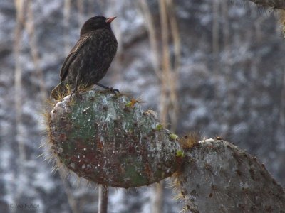 Sharp-beaked Ground Finch, Genovesa, Galapagos