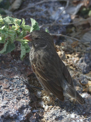 Sharp-beaked Ground Finch, Genovesa, Galapagos