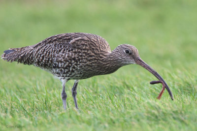 Curlew, Buckhaven, Fife