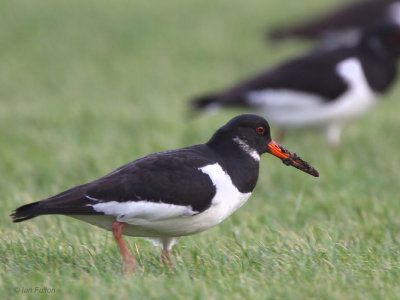 Oystercatcher, Buckhaven, Fife