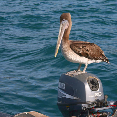 Brown Pelican, Genovesa, Galapagos