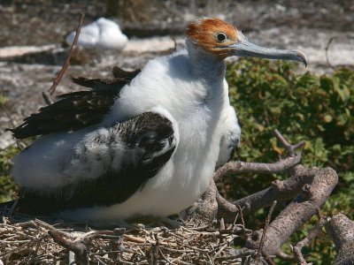 Great Frigatebird (juvenile), Genovesa, Galapagos