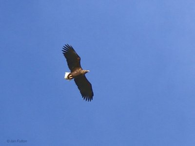 White-tailed Eagle, Taynuilt, Argyll