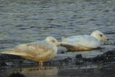 Iceland Gull, Taynuilt, Argyll