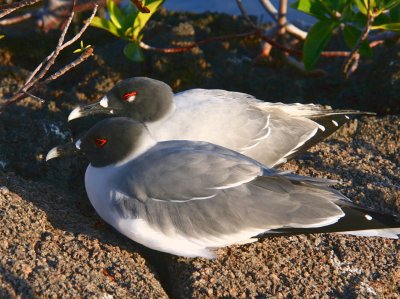 Swallow-tailed Gull, Genovesa, Galapagos