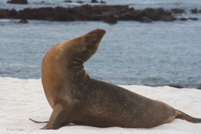 Galapagos Sea Lion, Mosquera, Galapagos