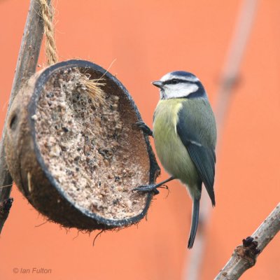 Blue Tit, Baillieston, Glasgow