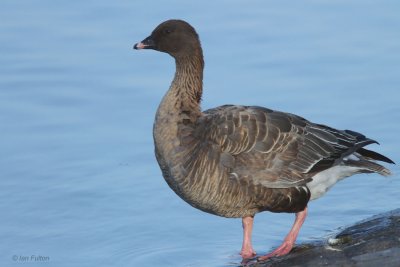 Pink-footed Goose, Musselburgh, Lothian