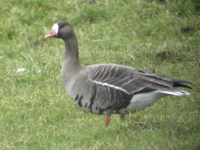 European White-fronted Goose, Kilmacolm, Clyde