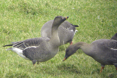 Tundra Bean Goose, Kilmacolm, Clyde