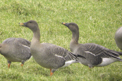 Tundra Bean Goose, Kilmacolm, Clyde