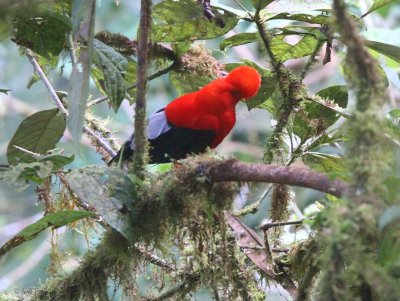 Andean Cock-of-the-rock, Paz de las Aves, Ecuador
