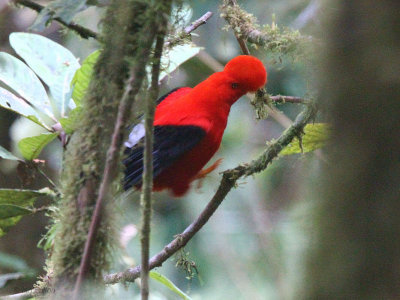 Andean Cock-of-the-rock, Paz de las Aves, Ecuador