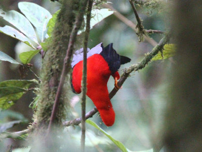 Andean Cock-of-the-rock, Paz de las Aves, Ecuador