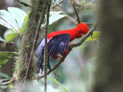 Andean Cock-of-the-rock, Paz de las Aves, Ecuador