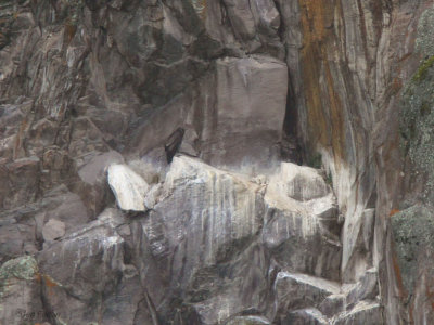 Andean Condor, Antisana reserve, Ecuador
