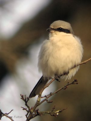 Great Grey Shrike, near Kilmahog, Upper Forth