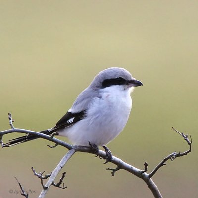 Great Grey Shrike, near Kilmahog, Upper Forth
