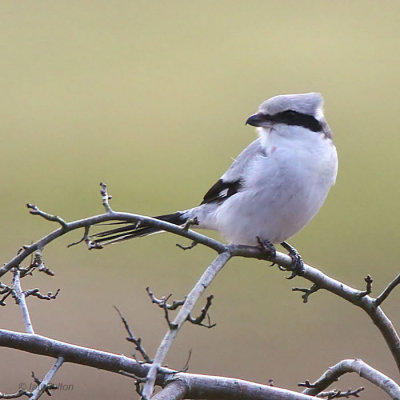 Great Grey Shrike, near Kilmahog, Upper Forth