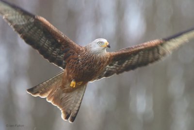 Red Kite, Argaty, Upper Forth
